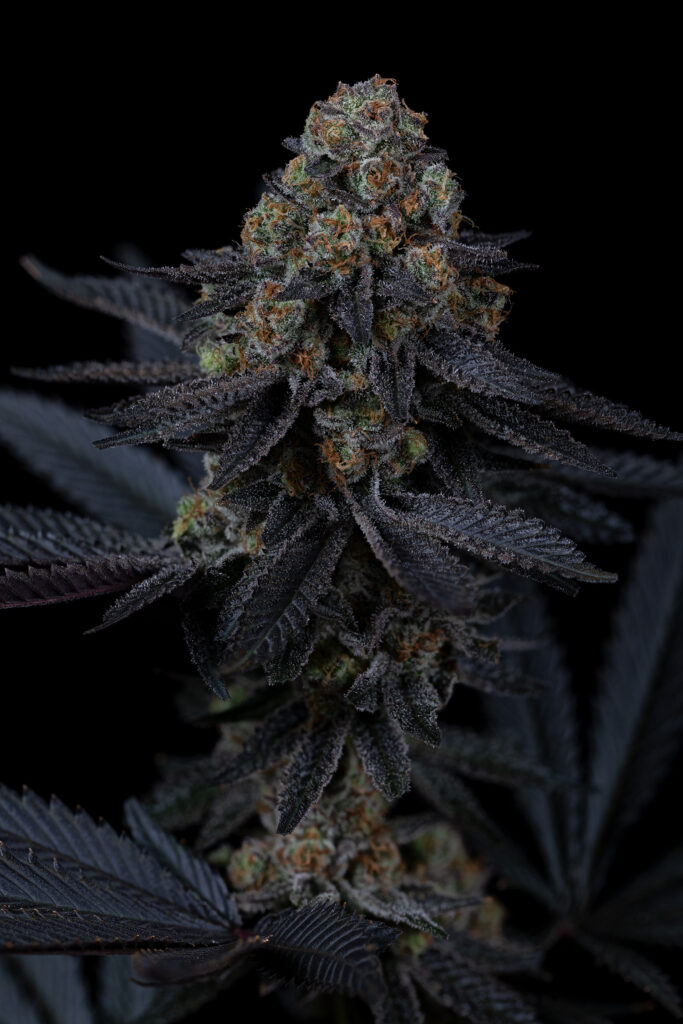 Cannabis plant brunch