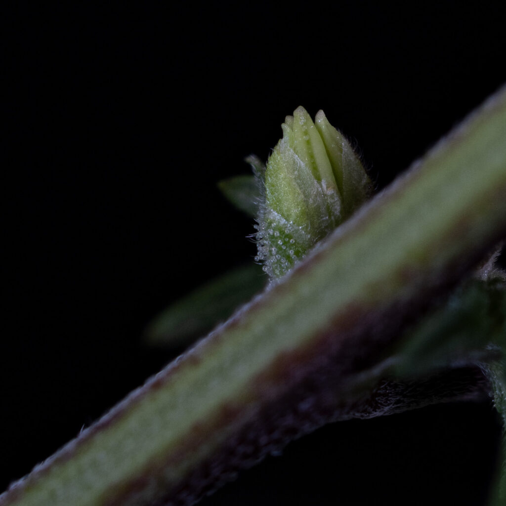 Male Cannabis Plant Anthers