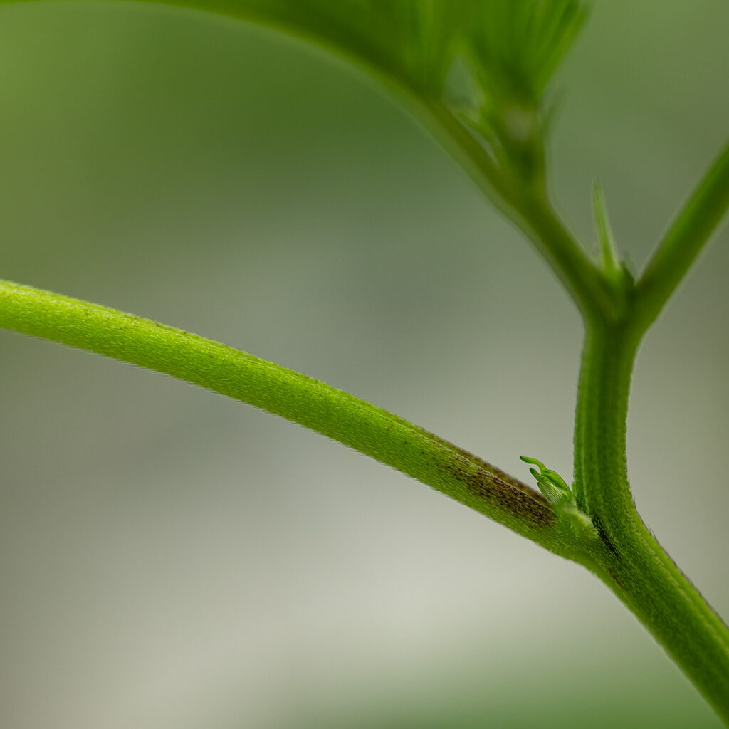Cannabis female node