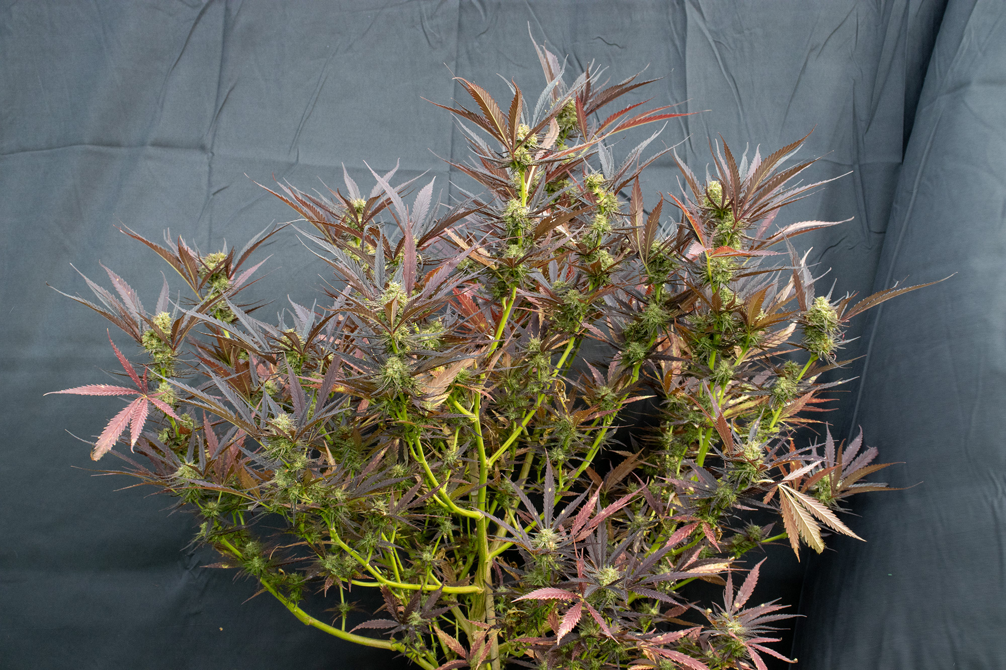 Cannabis Outdoor Plant
