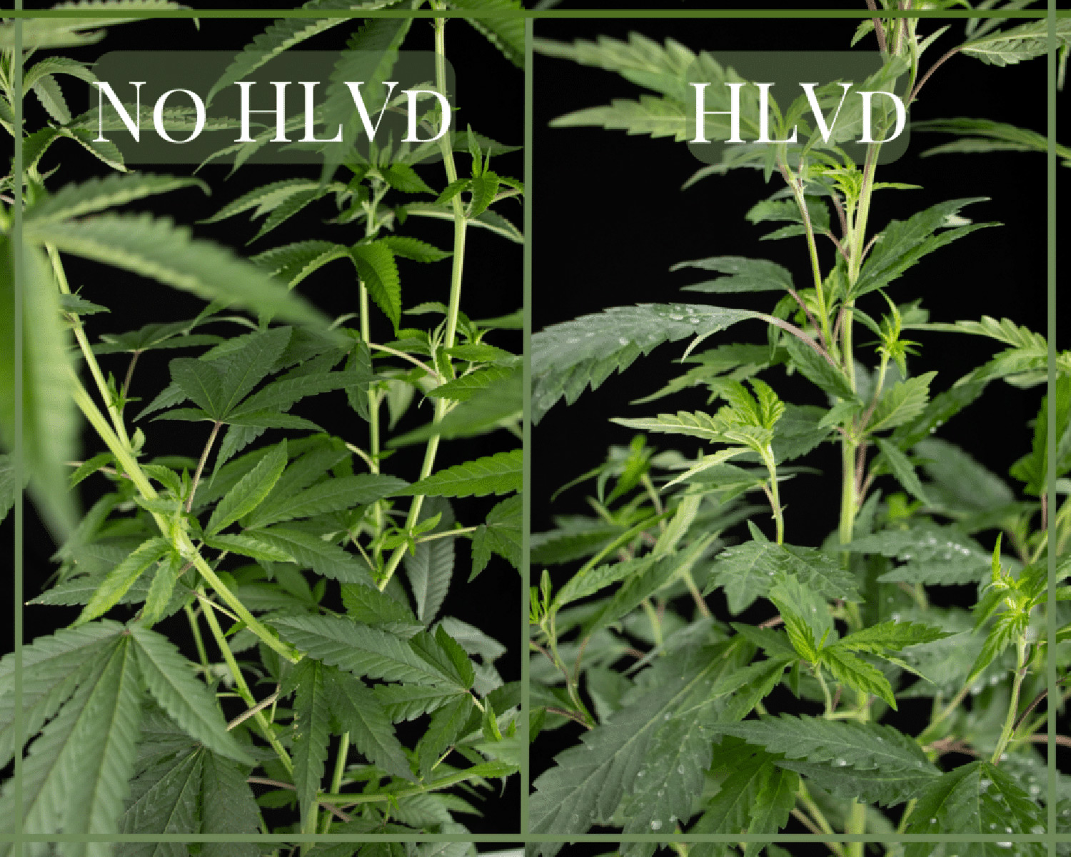 HLVd Image Cannabis leaves with and without HLVd