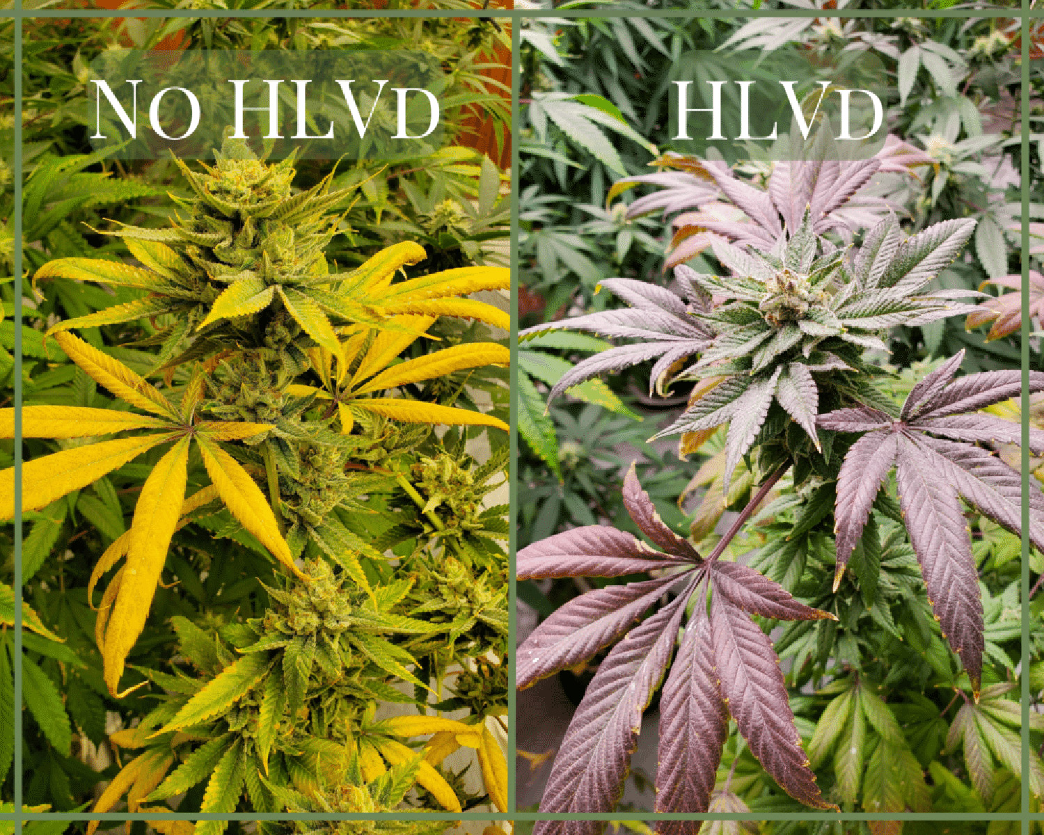 HLVd Image pt 2 (1) Cannabis leaves with and without HLVd